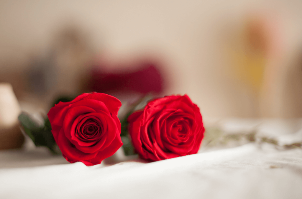 Rosa preservada Sant Jordi