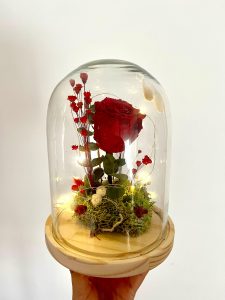 Rosa eterna en cúpula de cristal 