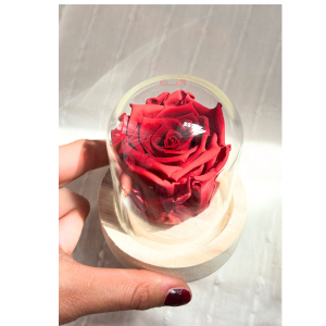 Rosa preservada roja en cápsula 